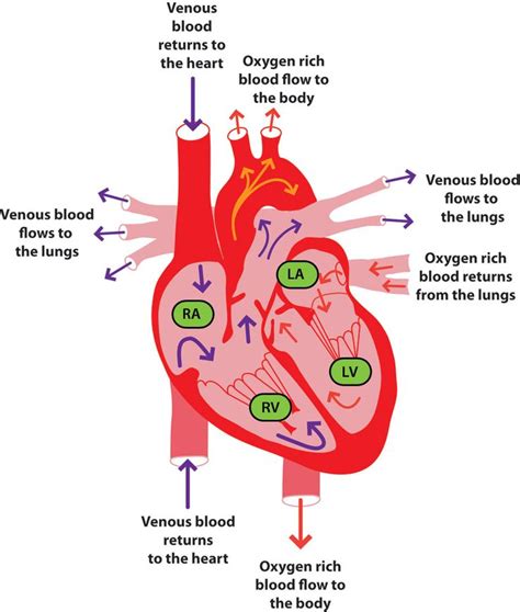 direction  blood flow  heart nurse emily pinterest