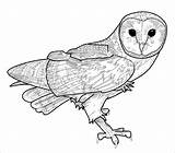 Owl Coloring Pages Barn Realistic Lineart Owls Deviantart Coloringbay sketch template