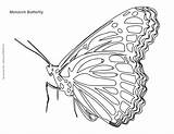 Butterfly Coloring Monarch Pages Drawing Kids Caterpillar Land Getdrawings Pattern Flowers Choose Board Mycoloringland sketch template