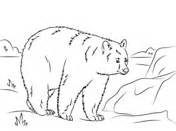 black bear coloring pages coloring pages kids