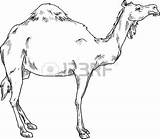 Camel Caravan Coloring 17kb 391px sketch template