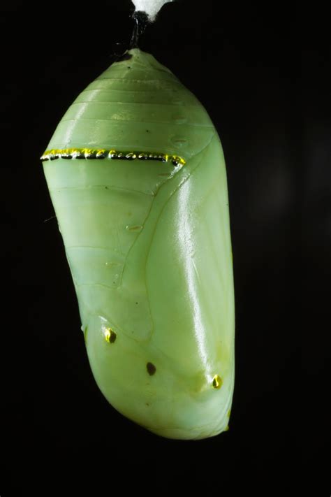 nature monarch caterpillar fly parasite