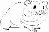 Hamster Coloring Pages Printable Seed Eating Humphrey Hamsters Color Print Adult Craft sketch template