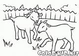 Cabra Capra Ziegen Cabras Schafe Goats Colorkid Koza Trawniku Ziege Wiese Prato Kolorowanki Kozy Owce Ovejas Pecore Capre Gramado sketch template