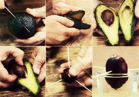 How To Grow An Avocado Tree For Endless Organic Avocados