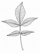 Hickory Shagbark Leaf Leaves sketch template