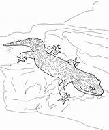 Gecko Lizard Bestcoloringpagesforkids Geckos sketch template