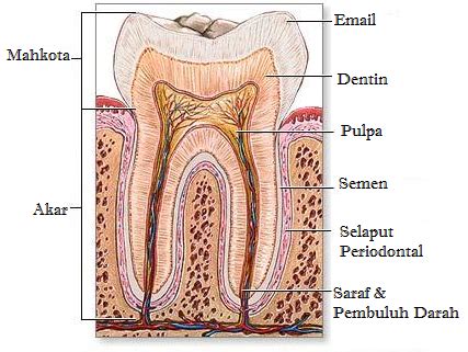 pengertian fungsi jenis bagian bagian gigi