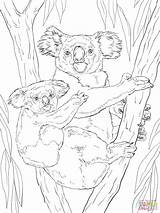Koala Coloring Baby Pages Bear Printable Koalas Drawing Realistic Animals Adult Colouring Sheets Supercoloring Animal Silhouettes sketch template