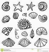 Coloring Shells Shell Sea Pages Seashell Seashells Printable Beach Drawing Print Colouring Scallop Book Color Clipart Kids Draw Mermaid Line sketch template