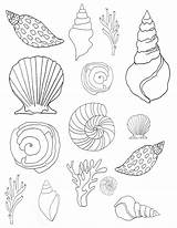 Shells Seashell Colorir Conchas 2550 Alisaburke Typepad sketch template