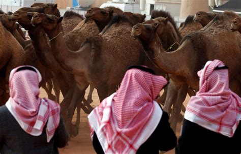 camels disqualified from saudi beauty pageant over botox injections