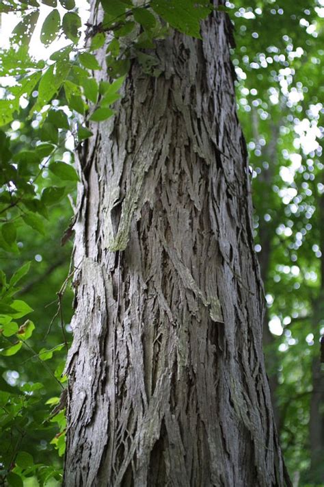 buy shellbark hickory tree  shipping wilson bros gardens