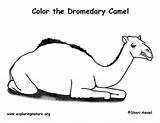 Camel Coloring Dromedary Exploringnature sketch template