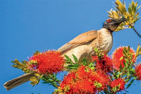 Wildlife Native Birds Australian Queensland Bribie Island