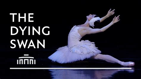 the dying swan performance clip dutch national ballet youtube