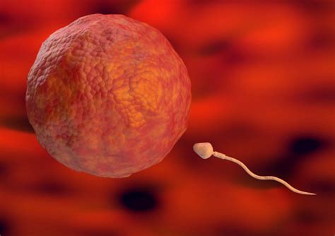 ¿qué sabes sobre la fertilidad descubre más con nuestro manual de