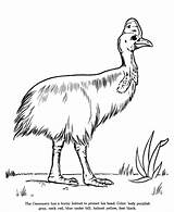 Cassowary Coloring Drawing Drawings Pages Animals Animal Colouring Bird Honkingdonkey Australian Kids Flightless Print Sheets Color Cute 36kb 820px Choose sketch template