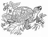 Coloring Turtles Kids Pages Color Print Beautiful Printable Adult Funny Justcolor Children sketch template