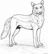 Wolf Coloring Pages Red Printable Wolves Color Drawing Kids Animal Realistic Print Animals Book Howling Clipart Standing Head Getdrawings Adults sketch template