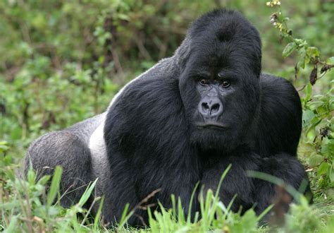 gorilla size species habitat facts britannica
