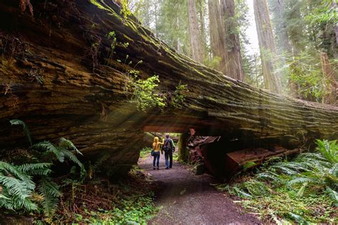 tpgs complete guide  visiting californias redwood forests