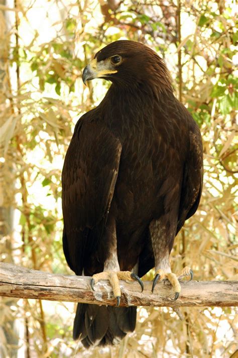 Africam Safari Águila Real · Las Alas De México