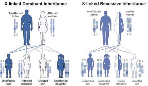 Practicing Non Mendelian Inheritance Biology For Majors I Free Hot