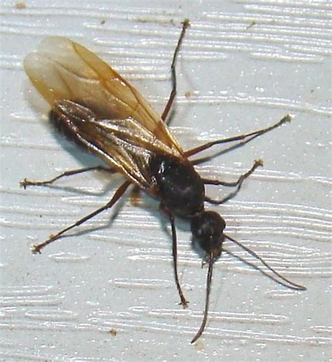 black carpenter ant drone bugguidenet