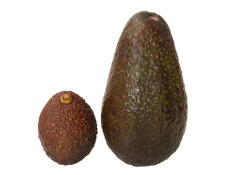 marks  spencer  start selling mini avocados  independent  independent