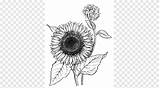 Girasol Girasoles Bunga Pngegg Matahari sketch template