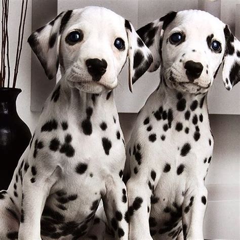 dalmatian puppy dalmation puppy cute animals cute dogs