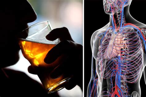 What Happens To Your Body When You Drink Alcohol Daily Star