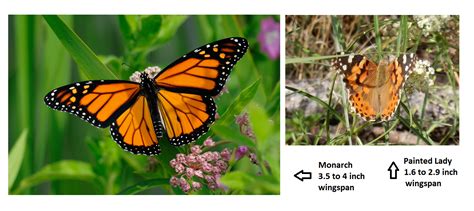 painted lady monarch comparison