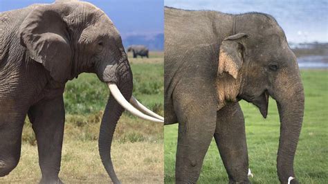 find  differences asian elephant  african elephant cgtn