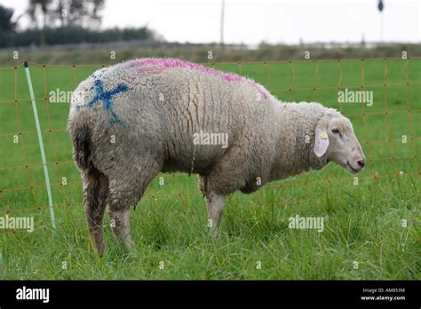 blue tongue disease severe ill sheep stock photo alamy