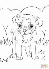 Chihuahua Cani Simpatici Teacup Divertenti Pies Kolorowanka ぬりえ Rottweiler Supercoloring sketch template