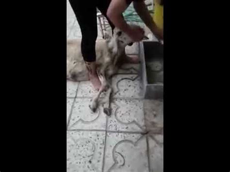 chinese woman killing  goat slaughtering goat  kind hearts youtube qurbani beautifu