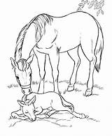 Horse Coloring Pages Kids Animal Printable Horses Color Print Labels Colouring Sheets Animals Colored Book Printables sketch template