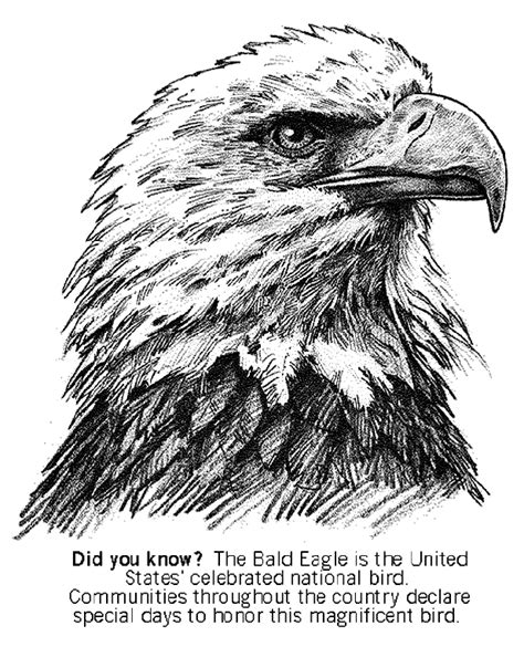 bald eagle coloring page crayolacom