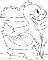 Coloring Duck Pages Swimming Kids Champion Animal Colouring Animals Domestic Sheets Lonely Bestcoloringpages sketch template