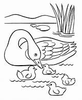 Duck Pato Pond Ducks Itik Familiar Drawings Mewarna Indah Koleksi Ausmalbilder Taube Enten Dibujosonline Printable Colouring Categorias Webtech360 Zapisano sketch template