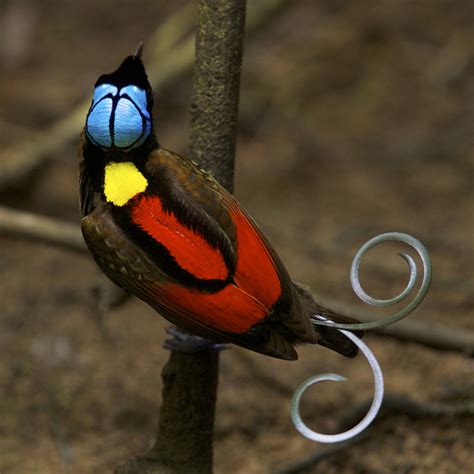 Videos Rare Glimpses Of Amazing Birds Of Paradise Courtship Rituals
