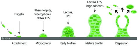 schematic   stages  biofilm development regulated  quorum