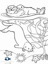 Coloring Otter Sea Pages Omaľovánky sketch template