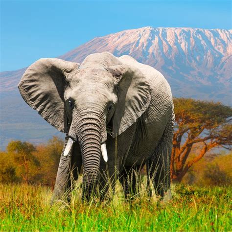 elefantes cuanto pesan los elefantes donde viven  de  se alimentan