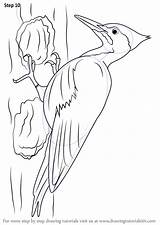Woodpecker Pileated Draw Drawing Step Outline Drawings Drawingtutorials101 Woodpeckers Bird Tutorial Kids Coloring Pages Adults Birds Learn Beak Improvements Necessary sketch template