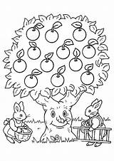 Apples Apfel Fruits Popular Rabbits sketch template