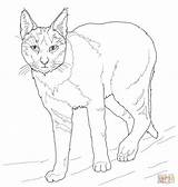 Caracal Coloring Cat Getdrawings sketch template