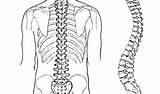 Spine sketch template